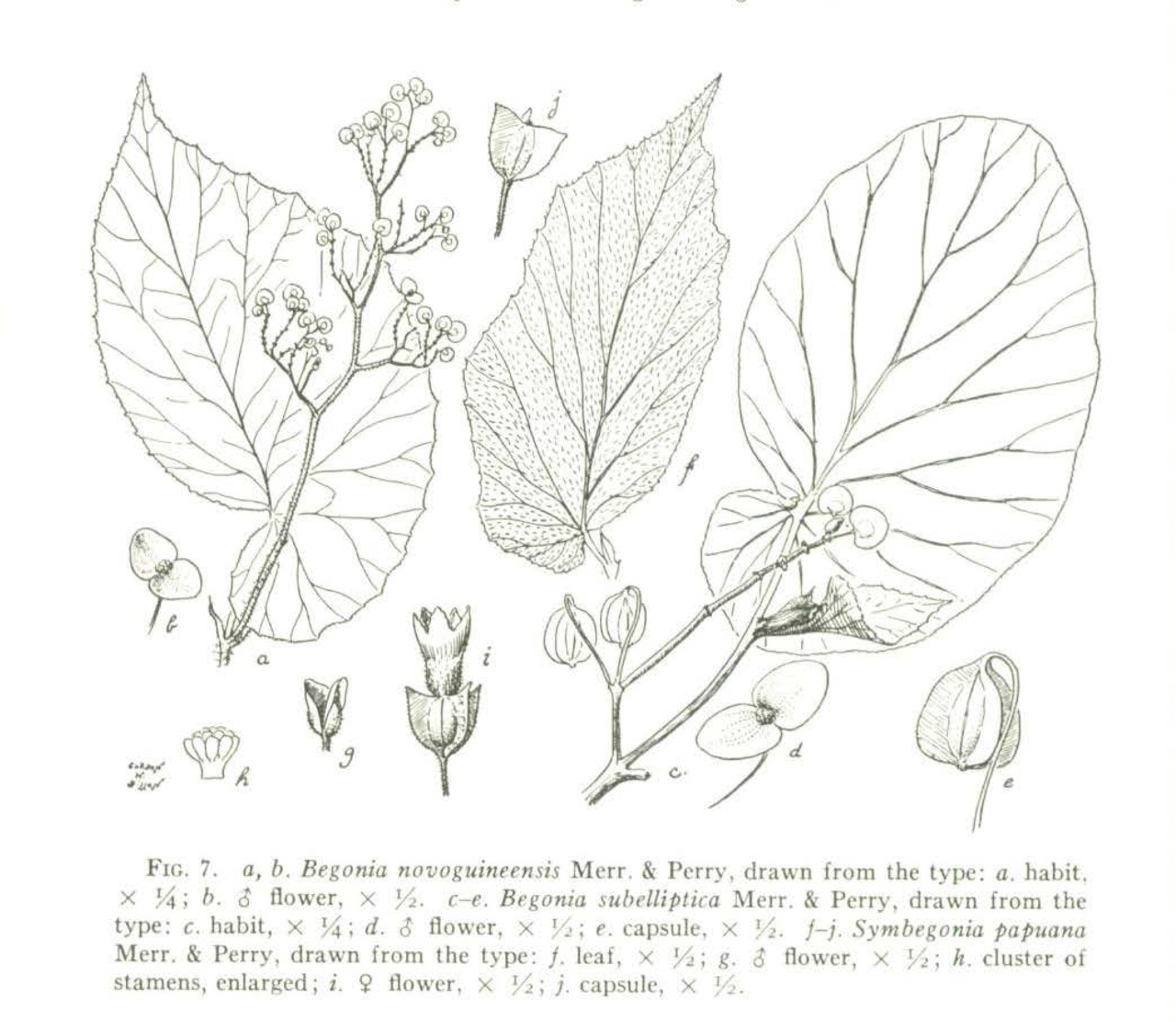 B. sympapuana